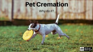 Pet Cremation: Why Do It?