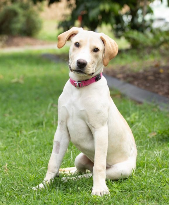 Pet Cremation Dog Cremation Pet Memorials Brisbane